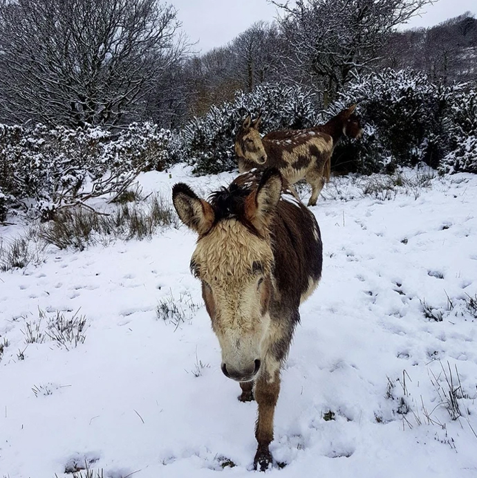 Donkey in the snow