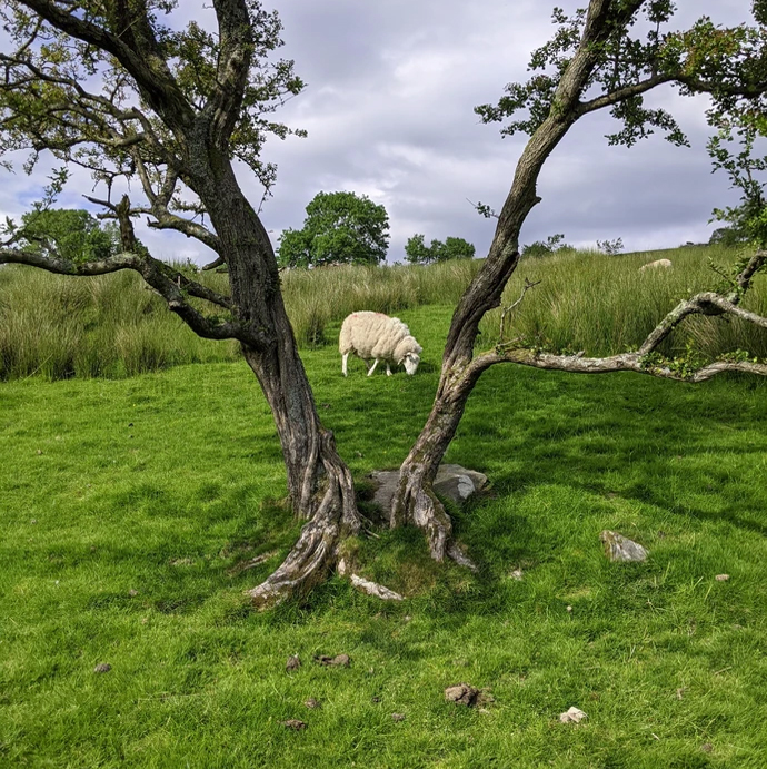 Sheep in the field