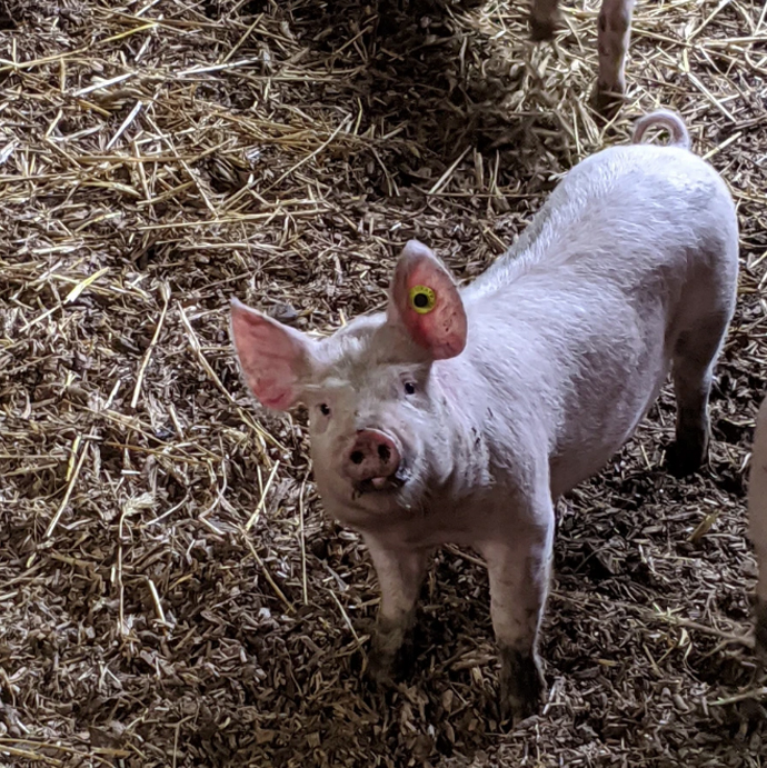 Pig on the farm