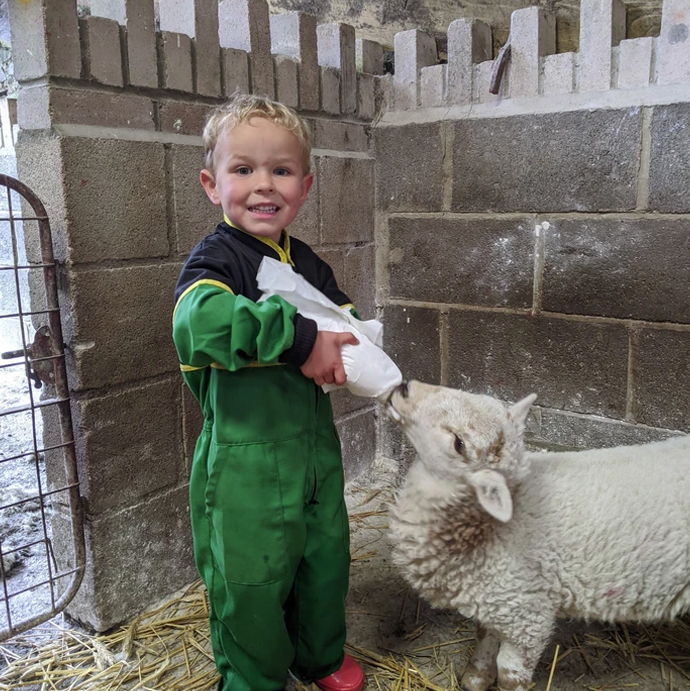 Feeding lambs